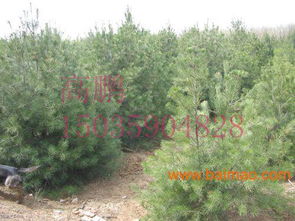 树高与直径的影响