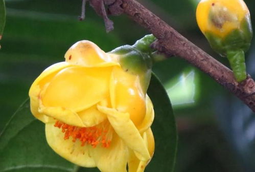 揭秘南瓜粉的神奇制造：花卉界的创新工艺！