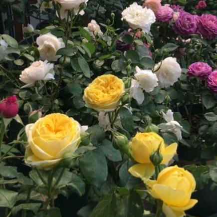 月季花夏天黄叶子，原因揭秘！