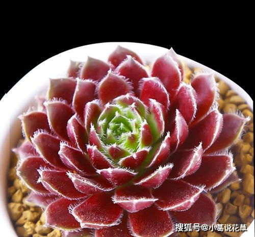 紫牡丹缺水了吗？