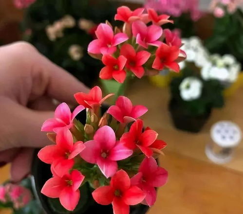 康乃馨摘心后如何巧妙拆分