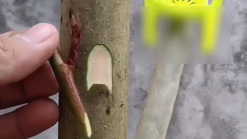 嫁接方法，怎么操作？