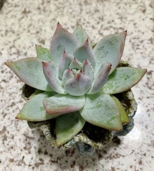 多肉修根后多久可以上盆浇水？修根后泡生根水的正确方法是什么？