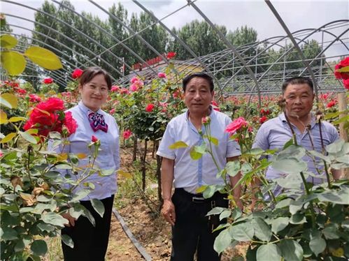 邮储银行助力月季花开艳山村， 丰收喜人