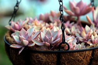 初恋多肉植物：如何养出健康与美丽