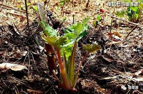 这毒草嫩翻身全靠2025年饲料禁抗试点政策， 到2025年全国彻底禁用抗生素后博落回提取物成了替代抗生素的刚需。