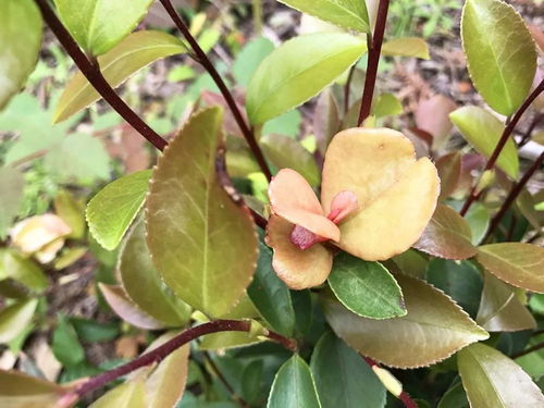 茶油树种植最佳时节：掌握季节，收获满满！