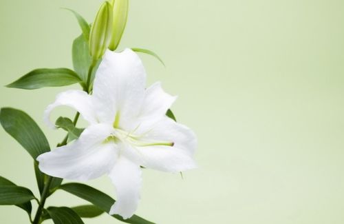 选对百合，养出美丽家园~