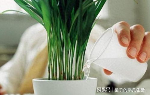 复合肥兑水浇花可以吗？老花匠教你如何用得恰到好处