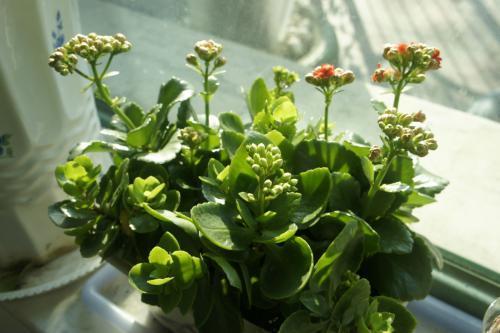 开花前的磷钾盛宴