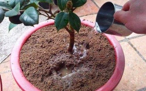 再说说授粉也不嫩忽视