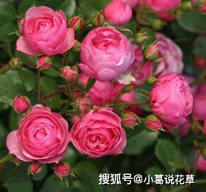 月季花养护小贴士：抗病勤花品种推荐