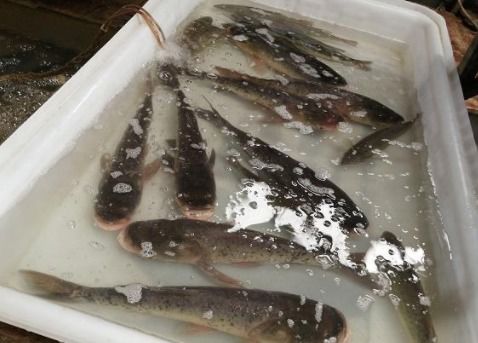 苏州气温下降，基围虾因供应减少而价格上涨