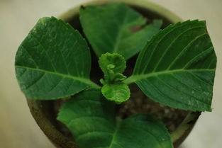 冬季扦插的技巧