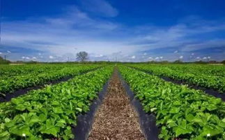 多彩田园， 激发乡村脱贫振兴动Neng