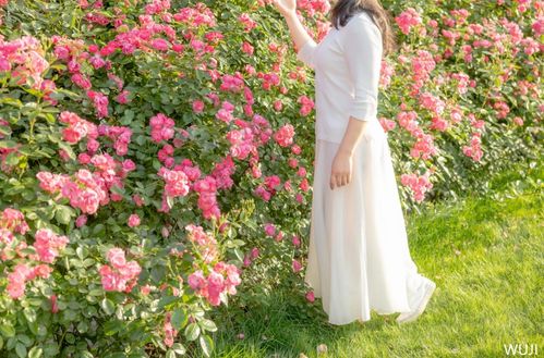 春日里的蔷薇花海， 美得让人心动