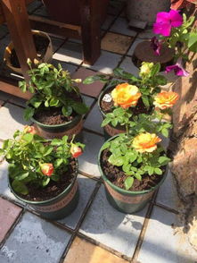 第三步：浇水要适量，别让花盆积水