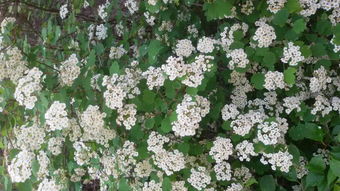 小区里的那片白花花