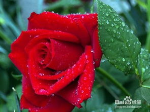 家庭环境的影响