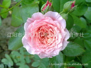 春暖花开，月季养护攻略