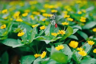 植物开花时间每十年提前2.3天