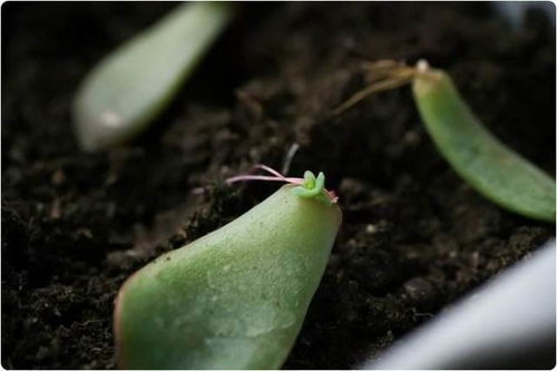 茜之塔植物适合叶插繁殖吗？有没有成功的经验分享
