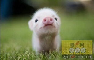 增强农业养殖动物的非特异性免疫力