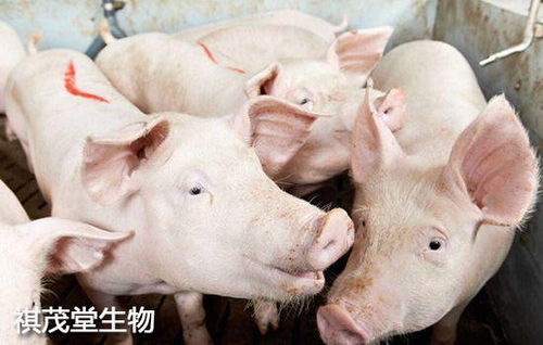 2026年猪场补贴新政策下养猪成本将如何变化？