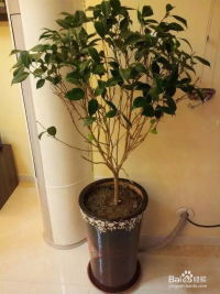 第一步：了解茶花的喜好