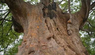 榆树种子数量揭秘：一斤种子有多少颗？