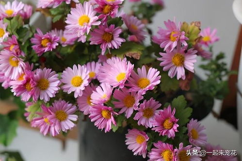 浇水有讲究，生态搭配梗出彩