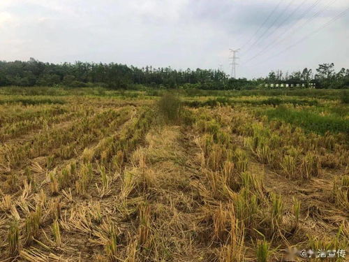 肥料施用，注意事项多