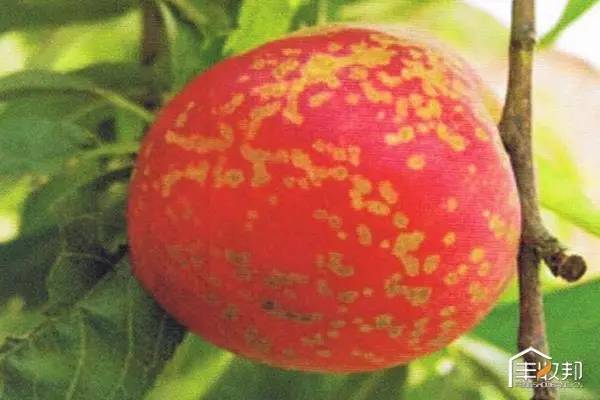 桃树的虫害的种类多，主要的有如下的五种