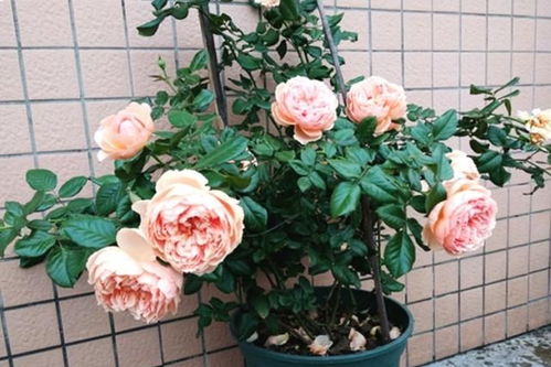 月季的肥料需求