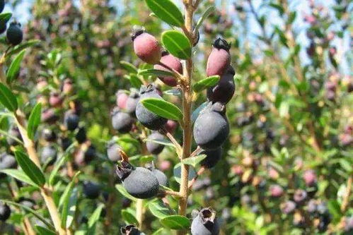 播种细节：一步一步来