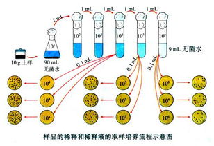 细菌观察实验中的荧光标记技术