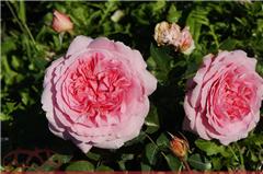 花界三兄弟，谁才是真正的玫瑰？