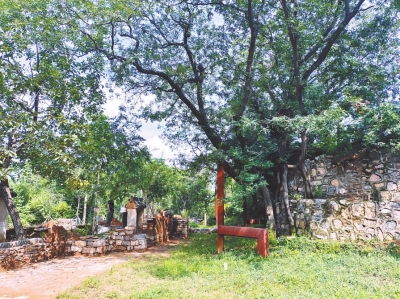 皂荚：一种奇特的树木种子