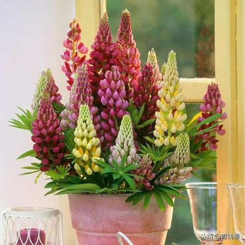 花卉病虫害防治：提升园林景观效果