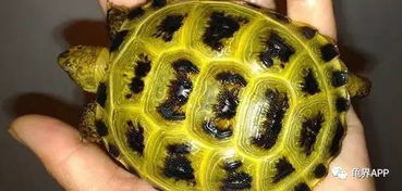 育苗准备：像照顾婴儿一样细心