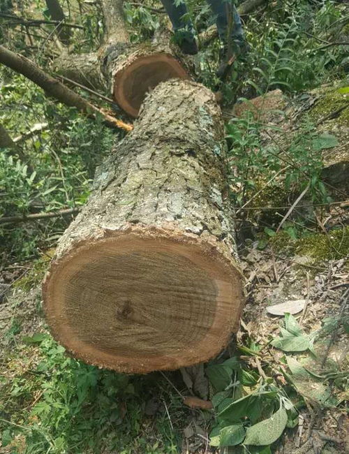 楸木：从寻常百姓家到昂贵的“百木之王”