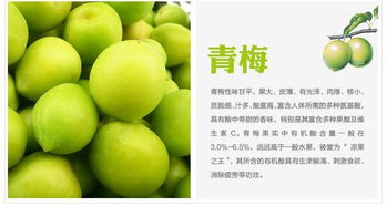 青梅种植需注重肥水管理，确保树体健康