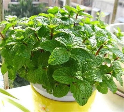 香草叶子叶插的奇妙之旅