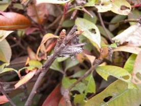 红花石斛的虫害防治