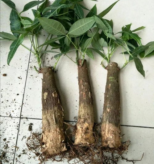 枯萎发财树能否恢复生机？