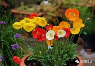 百合：庭院中的香槟花