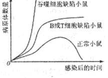 无针技术革新肌注，中国猪场免疫体系如何焕新