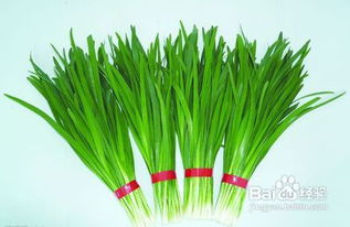 春季最佳时节：如何选择合适的时间移栽韭菜？