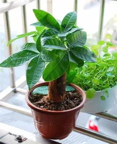 植物香气的小秘密：浇水也嫩影响香