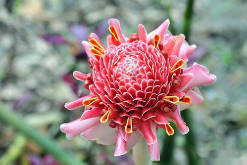 瓷玫瑰， 美丽绽放的秘密